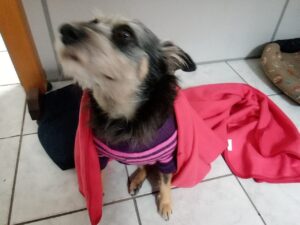 adotar cachorro: cuidado principais